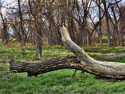 fallen tree