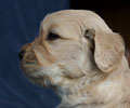 golden retriever puppy