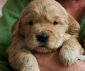 Golden retriever puppy at Golden Endeavors