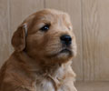 golden retriever puppy