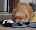 golden retriever puppy