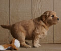 golden retriever puppy