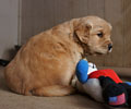 golden retriever puppy