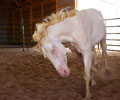 Cloud at Four Directions Horse Farm