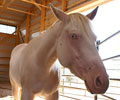 Cloud at Four Directions Horse Farm