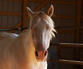 Cloud at Four Directions Horse Farm