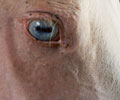 Cloud with blue eyes at Four Directions Horse Farm