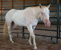 Cloud at Four Directions Horse Farm