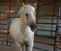 Star at Four Directions Horse Farm