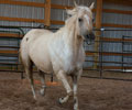 Star at Four Directions Horse Farm