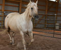 Star at Four Directions Horse Farm