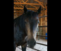 Jay at Four Directions Horse Farm
