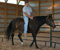 Jay with Will at Four Directions Horse Farm