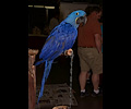 Hyacinth Macaw