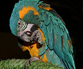 Blue Throat Macaw