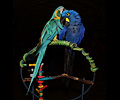 Blue Throat Macaw grooming a Hyacinth Macaw