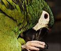 Miniature Macaw