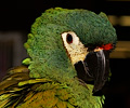 Miniature Macaw