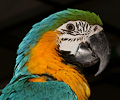 Blue and Gold Macaw
