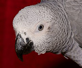 African Grey Parrot