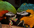 Blue and Gold Macaw and Hybrid Macaw