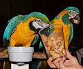 Blue and Gold Macaw and Blue Throat Macaw