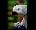 African Gray Parrot at the RMSA Exotic Bird Festival