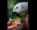 African Gray Parrot at the RMSA Exotic Bird Festival