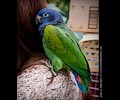 Blue Headed Pionus at the RMSA Exotic Bird Festival