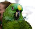 Yellow Front Amazon Parrot at the RMSA Exotic Bird Festival