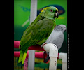 Yellow Front Amazon Parrot at the RMSA Exotic Bird Festival