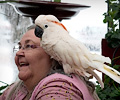 Moluccan Cockatoo at the RMSA Exotic Bird Festival