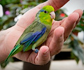 Pacific Parrotlets at the RMSA Exotic Bird Festival