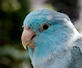 Pacific Parrotlets at the RMSA Exotic Bird Festival