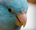 Pacific Parrotlets at the RMSA Exotic Bird Festival