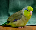Pacific Parrotlets at the RMSA Exotic Bird Festival