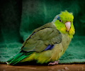 Pacific Parrotlets at the RMSA Exotic Bird Festival