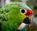 Red Lored Amazon Parrot at the RMSA Exotic Bird Festival