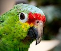 Red Lored Amazon Parrot at the RMSA Exotic Bird Festival