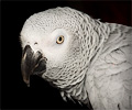 African Gray Parrot at the Rocky Mountain Bird Expo