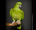 Amazon Parrot at the Rocky Mountain Bird Expo