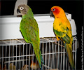 Blue Crown Conure at the Rocky Mountain Bird Expo