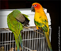 Blue Crown Conure at the Rocky Mountain Bird Expo