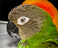 Blue Crown Conure at the Rocky Mountain Bird Expo