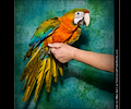 Double Shamrock Macaw at the Rocky Mountain Bird Expo