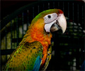 Double Shamrock Macaw at the Rocky Mountain Bird Expo