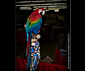 Green Wing Macaw at the Rocky Mountain Bird Expo