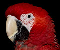 Green Wing Macaw at the Rocky Mountain Bird Expo