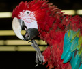 Green Wing Macaw at the Rocky Mountain Bird Expo
