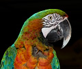 Harlequin Macaw at the Rocky Mountain Bird Expo